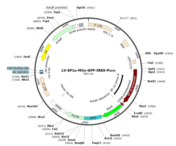 LV-EF1a-Mito-GFP-IRES-Puro vector map