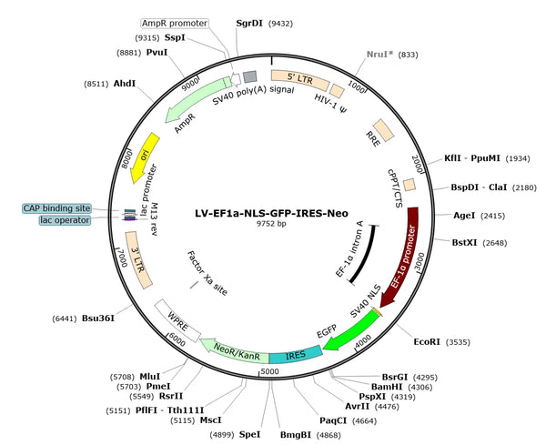 LV-EF1a-NLS-GFP-IRES-Neo vector map