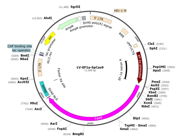 LV-EF1a-SpCas9 vector map