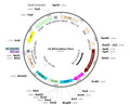 LV-EF1a-hGluc-Puro vector map