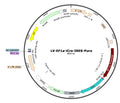 LV-EF1a-iCre-Puro vector map
