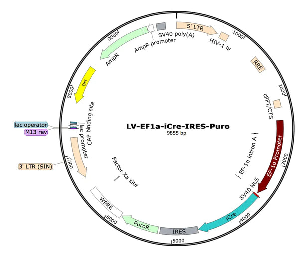 LV-EF1a-iCre-Puro vector map