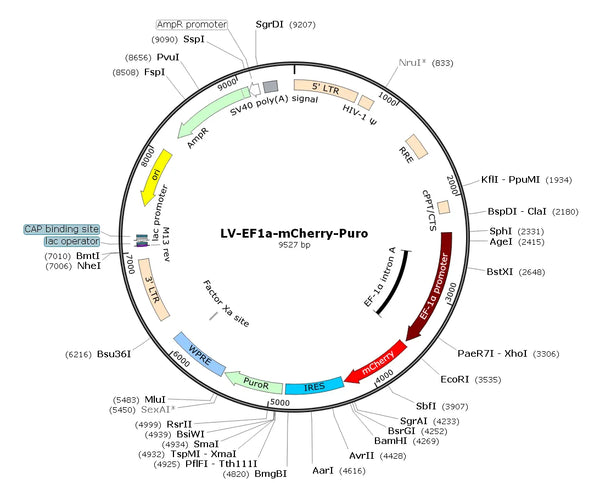 HEK293T-mCherry Stable Cell Line – Figure 1 of 1
