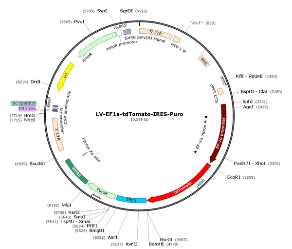 LV-EF1a-tdTOMATO-IRES-Puro vector map