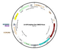 LV-EF1a-Cre-Puro vector map