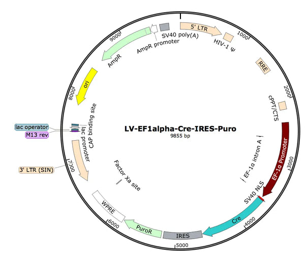 LV-EF1a-Cre-Puro vector map