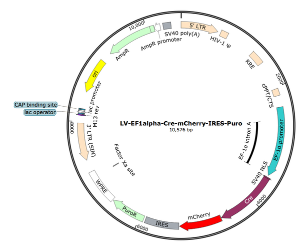 LV-EF1a-Cre-mCherry-Puro vector map