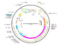 LV-EF1a-SpCas9(D10A)-Puro vector map