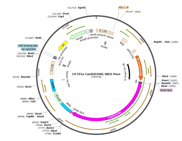LV-EF1a-SpCas9(D10A)-Puro vector map