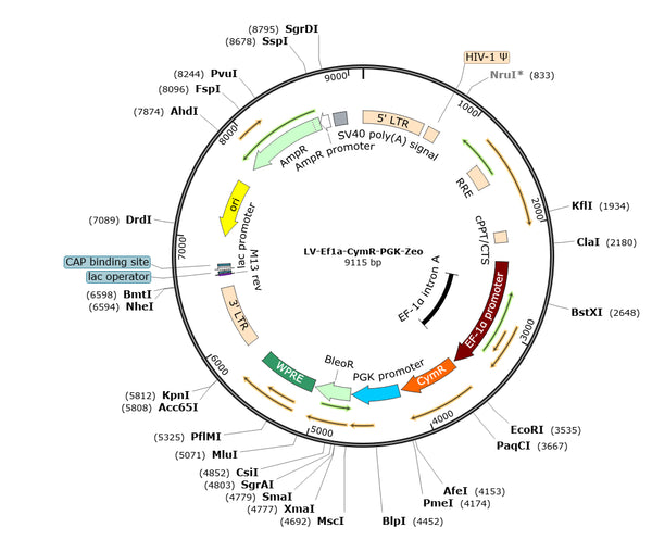 HEK293T-CymR Stable Cell Line (Zeocin) – Figure 1 of 1