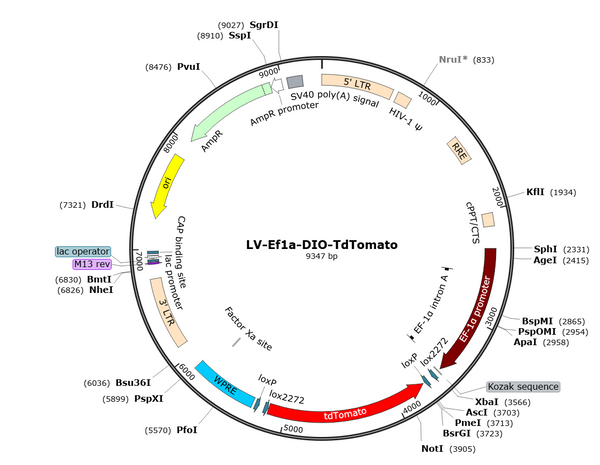 LV-EF1a-DIO-tdTomato vector map