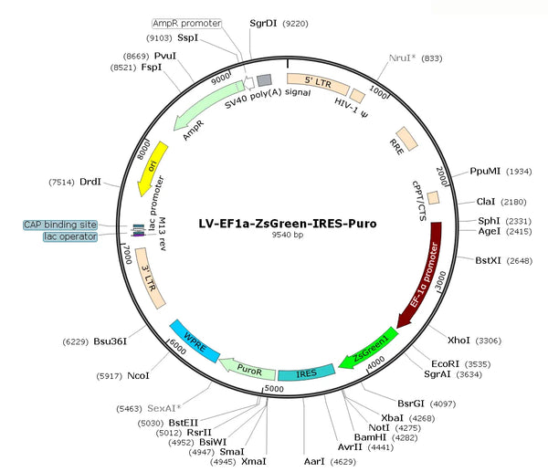 LV-EF1a-ZsGreen-IRES-Puro vector map