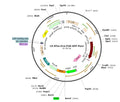 LV-EF1a-iCre-T2A-GFP-Puro vector map