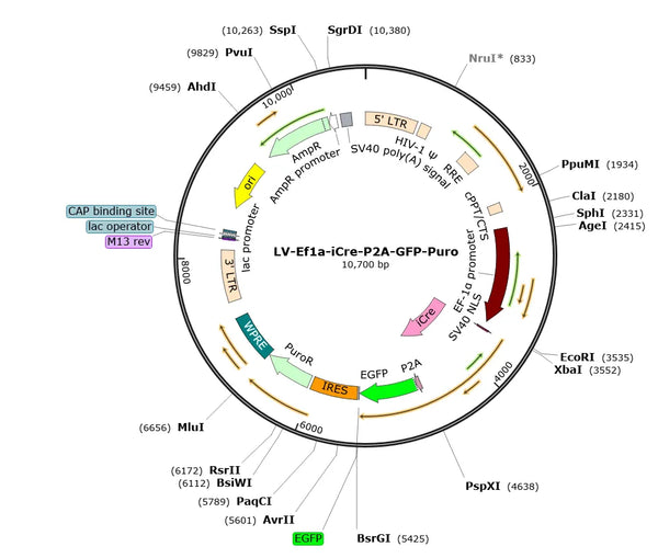 LV-EF1a-iCre-T2A-GFP-Puro vector map