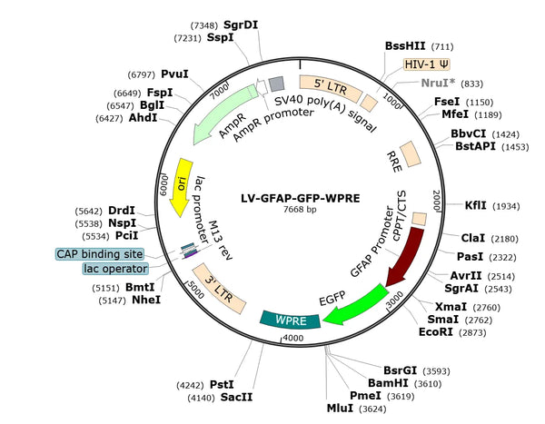 LV-GFAP-GFP vector map