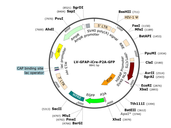 LV-GFAP-iCre-P2A-GFP vector map