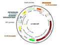 LV-HB9-GFP vector map