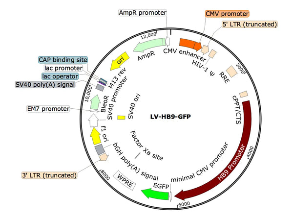 LV-HB9-GFP vector map
