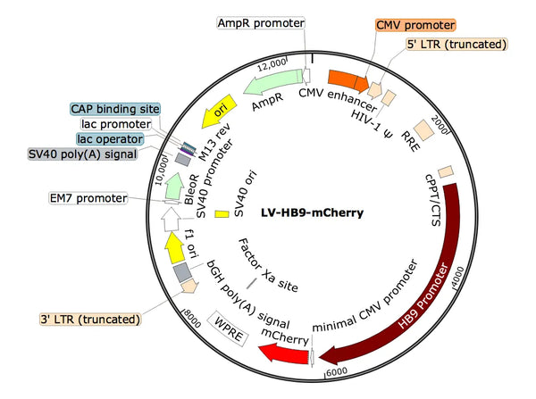 LV-HB9-mCherry vector map