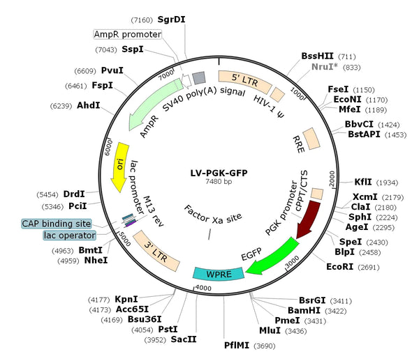 LV-PGK-GFP vector map