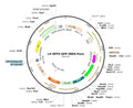LV-SFFV-GFP-IRES-Puro vector map