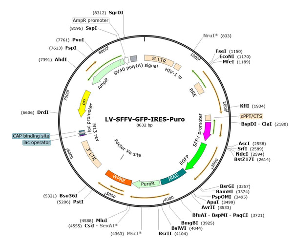 LV-SFFV-GFP-IRES-Puro vector map