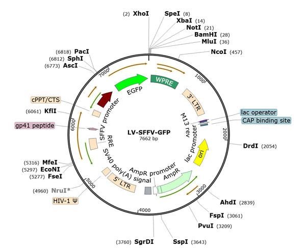 LV-SFFV-GFP vector map