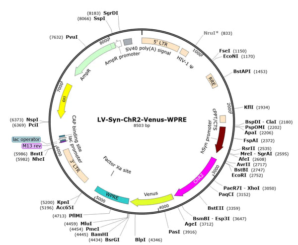 LV-Syn-ChR2-Venus vector map
