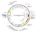 LV-Syn-hChR2(H134R)-EYFP-IRES-Puro vector map