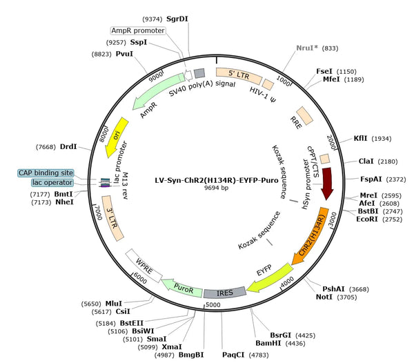 LV-Syn-hChR2(H134R)-EYFP-IRES-Puro vector map