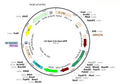 LV-Syn-Cre-Syn-GFP vector map