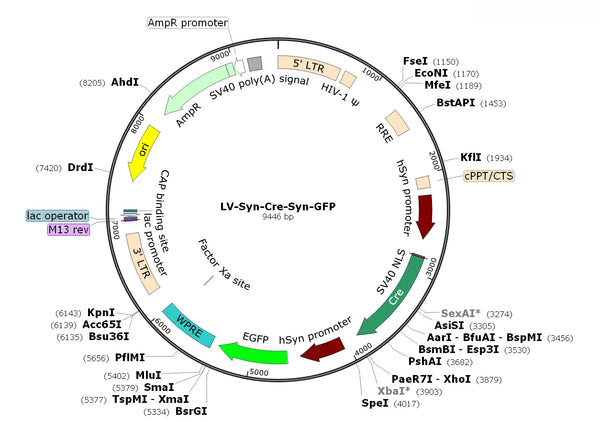 LV-Syn-Cre-Syn-GFP vector map