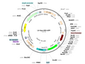 LV-Syn-DIO-GFP vector map