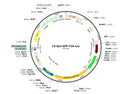 LV-Syn-GFP-T2A-fLuc vector map