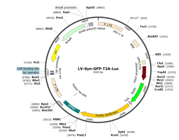 LV-Syn-GFP-T2A-fLuc vector map
