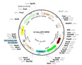 LV-Synapsin-GFP vector map