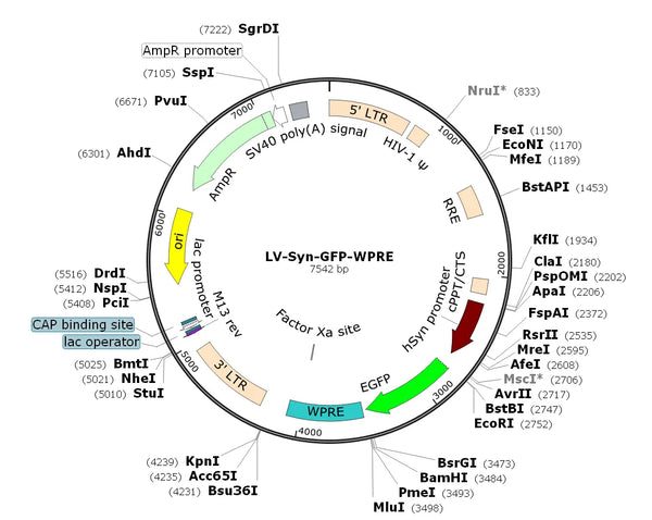 LV-Synapsin-GFP vector map