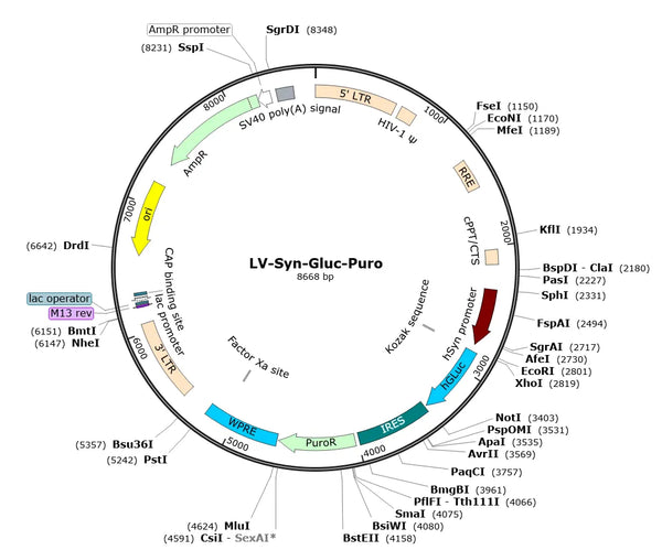 LV-Syn-hGluc-Puro vector map