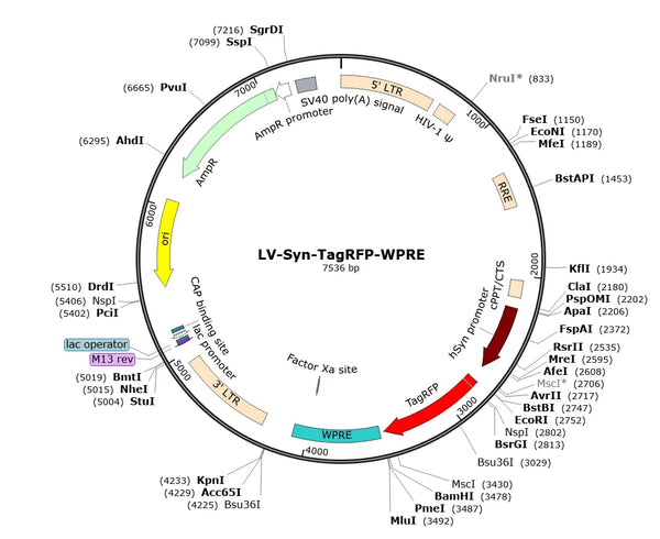 LV-Syn-TagRFP vector map