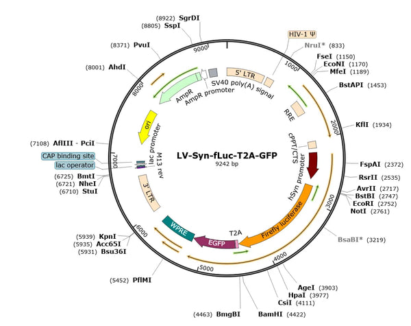 LV-Syn-fLuc-T2A-GFP vector map