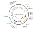 LV-Syn-iCre-P2A-GFP vector map