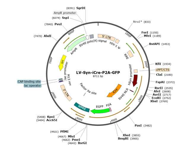 LV-Syn-iCre-P2A-GFP vector map