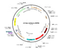 LV-Synapsin-mCherry vector map