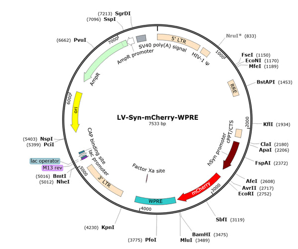 LV-Synapsin-mCherry vector map