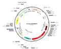 LV-Synapsin-tdTOMATO vector map