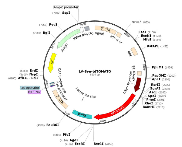 LV-Synapsin-tdTOMATO vector map