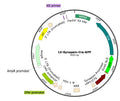 LV-Synapsin-Cre-GFP vector map