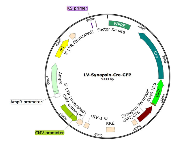 LV-Synapsin-Cre-GFP vector map