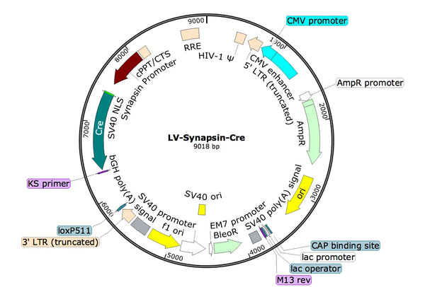 LV-Synapsin-Cre vector map