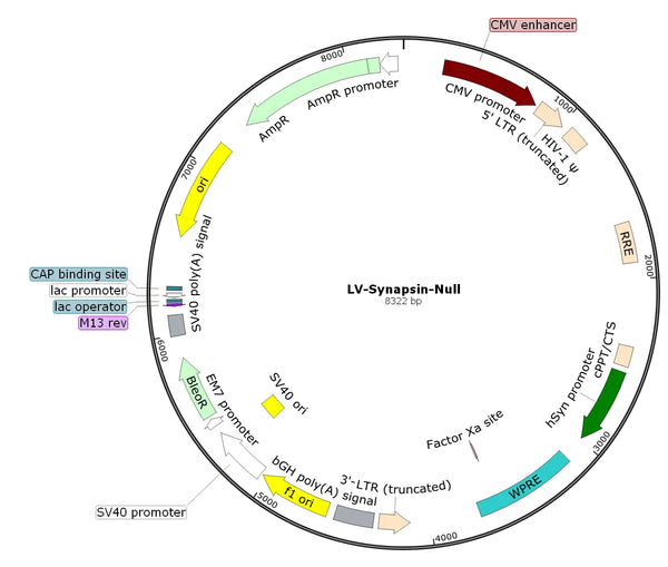 LV-Synapsin-Null vector map